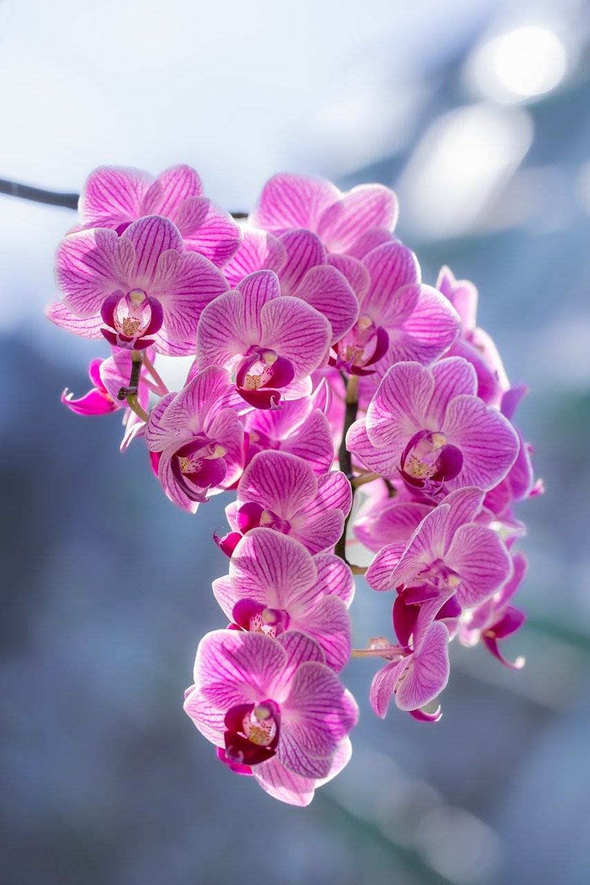 Schwerter Orchideenzucht